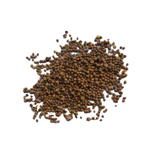 Cuscuta chinensis - Tu Si Zi